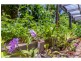 15 Lahey Road, Tamborine Mountain QLD 4272