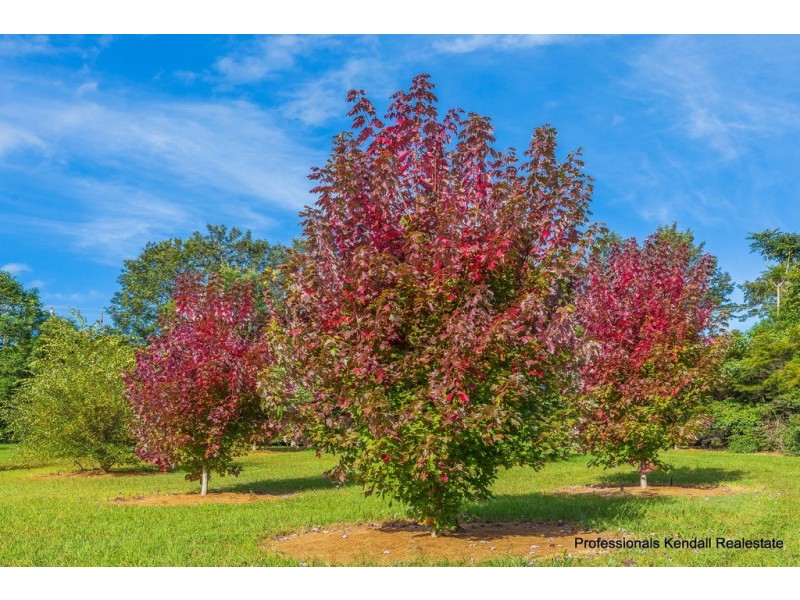 311 Long Road, Tamborine Mountain QLD 4272