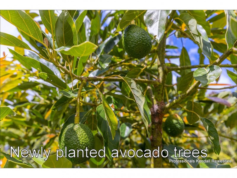 311 Long Road, Tamborine Mountain QLD 4272