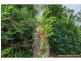 283 MacDonnell Road, Tamborine Mountain QLD 4272
