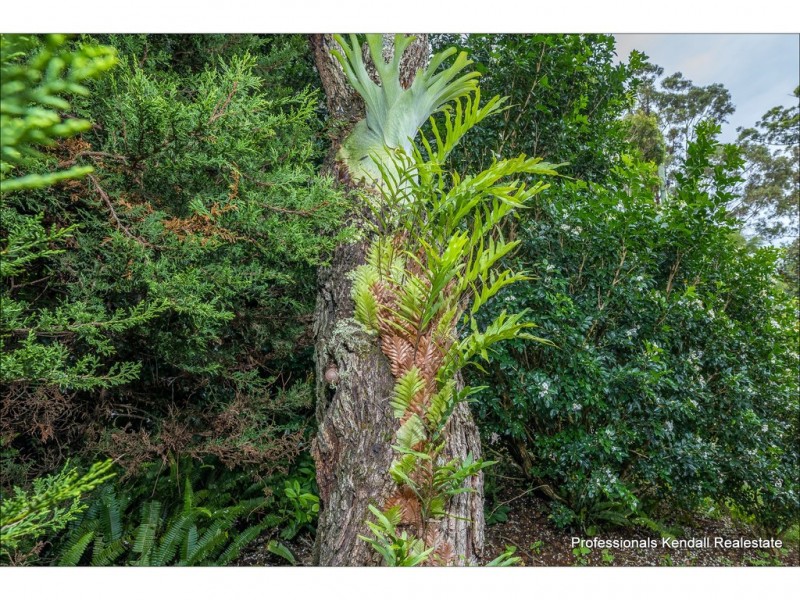 283 MacDonnell Road, Tamborine Mountain QLD 4272