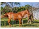 4 Lahey Lookout Road, Tamborine Mountain QLD 4272