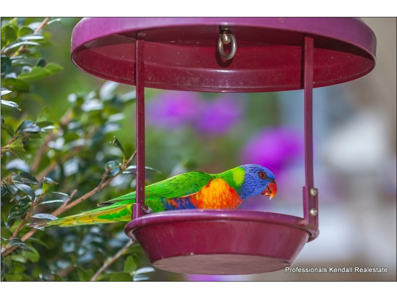 19 Griffith Street, Tamborine Mountain QLD 4272