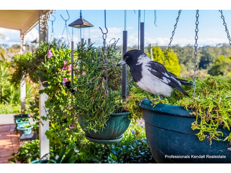 14 Mazama Court, Tamborine Mountain QLD 4272