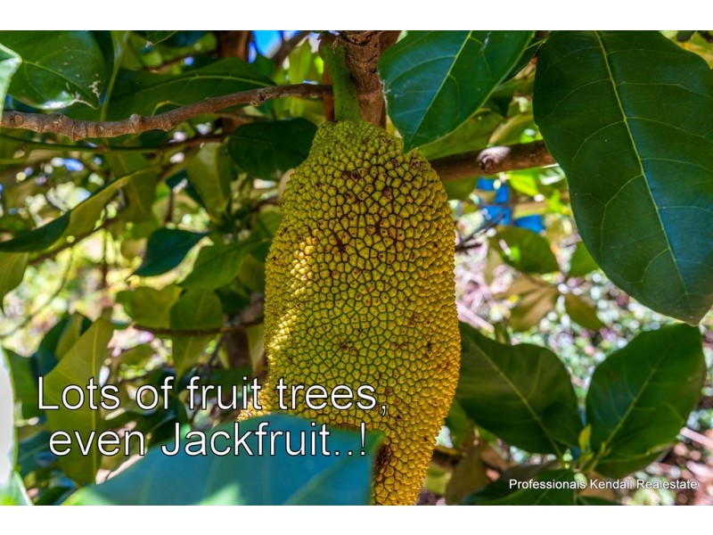 15 Ohia Court, Tamborine Mountain QLD 4272