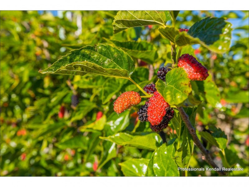 20 Wildflower Court, Clagiraba QLD 4211