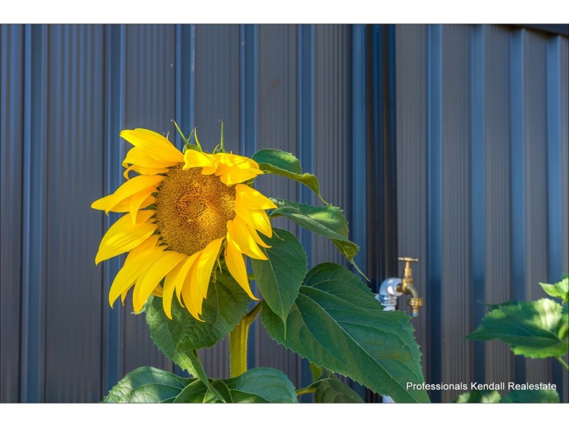 20 Wildflower Court, Clagiraba QLD 4211