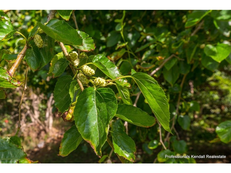 541 Henri Robert Drive, Tamborine Mountain QLD 4272