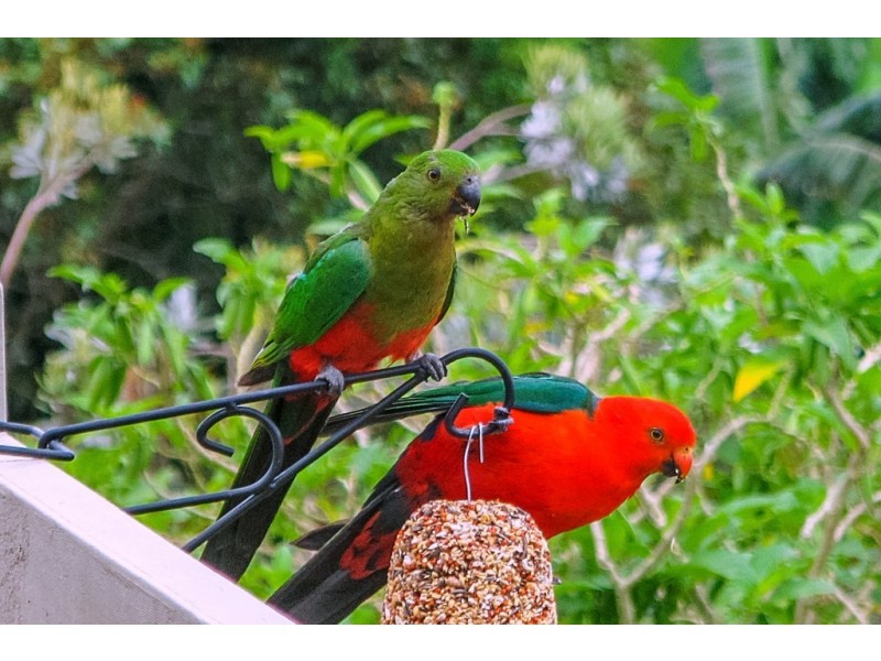 22-24 Coomera Gorge Drive, Tamborine Mountain QLD 4272