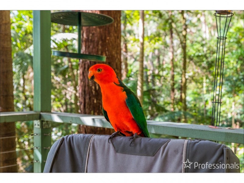 5 Kinabalu Drive, Tamborine Mountain QLD 4272