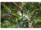 5 Kinabalu Drive, Tamborine Mountain QLD 4272