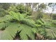 69 Kinabalu Drive, Tamborine Mountain QLD 4272
