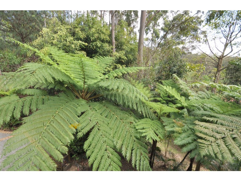 69 Kinabalu Drive, Tamborine Mountain QLD 4272