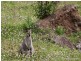 905F Main Western Road, Tamborine Mountain QLD 4272