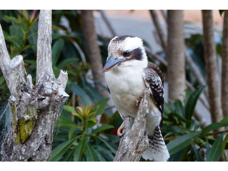 1-5 Lookout Parade, Tamborine Mountain QLD 4272