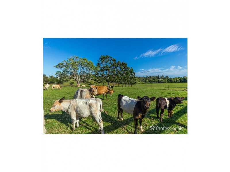 59 Wilson Road, Tamborine Mountain QLD 4272