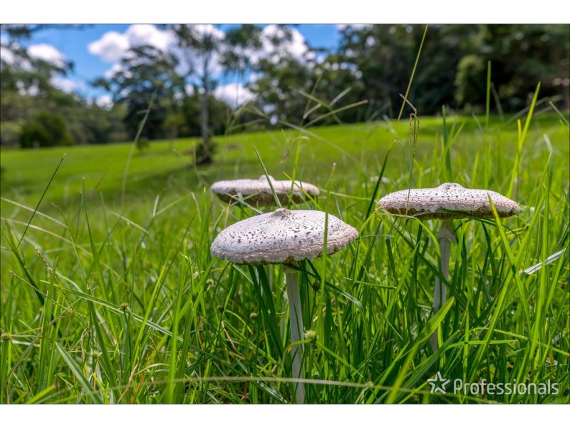 40 Knoll Road, Tamborine Mountain QLD 4272