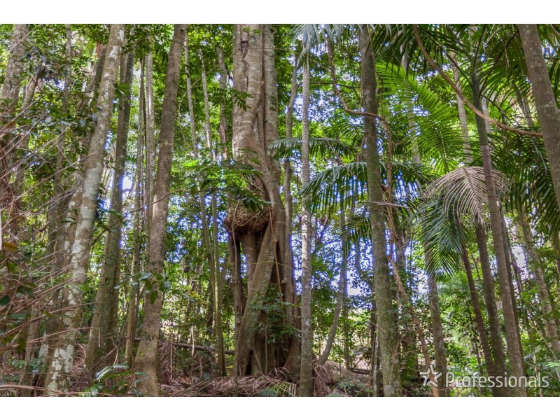 Lot 1 / 163 Curtis Road, Tamborine Mountain QLD 4272
