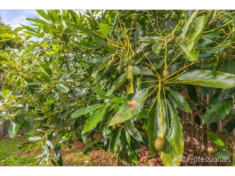 1 Manitzky Road, Tamborine Mountain QLD 4272