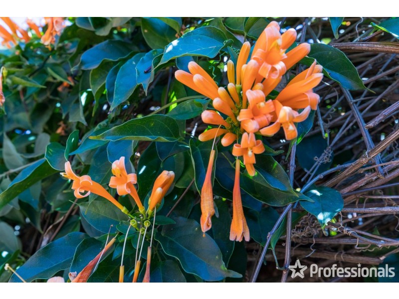 41/ 27-29 Capo Lane, Tamborine Mountain QLD 4272