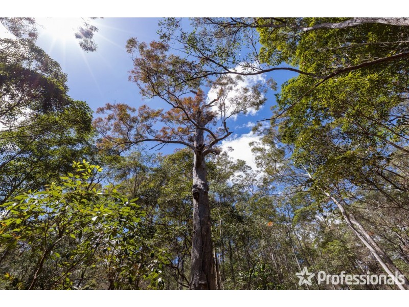 165 Wongawallan Drive, Wongawallan QLD 4210