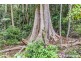 29 Palm Grove, Tamborine Mountain QLD 4272