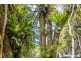 29 Palm Grove, Tamborine Mountain QLD 4272