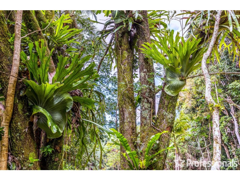 29 Palm Grove, Tamborine Mountain QLD 4272