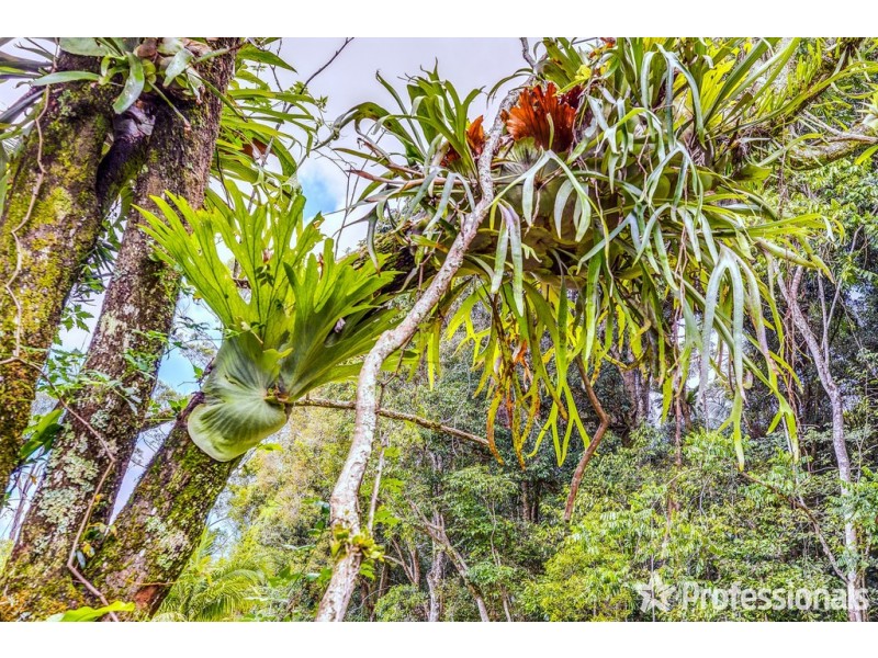 29 Palm Grove, Tamborine Mountain QLD 4272
