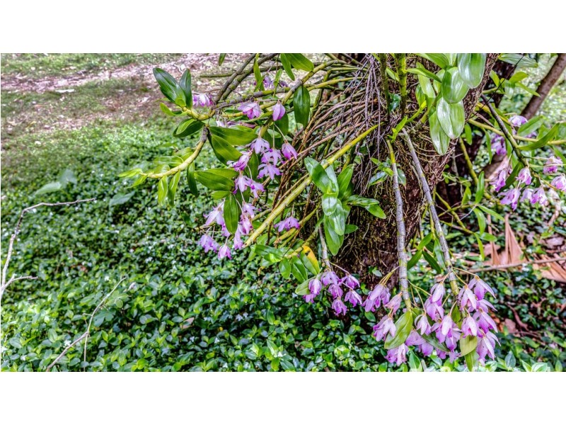 29 Palm Grove, Tamborine Mountain QLD 4272