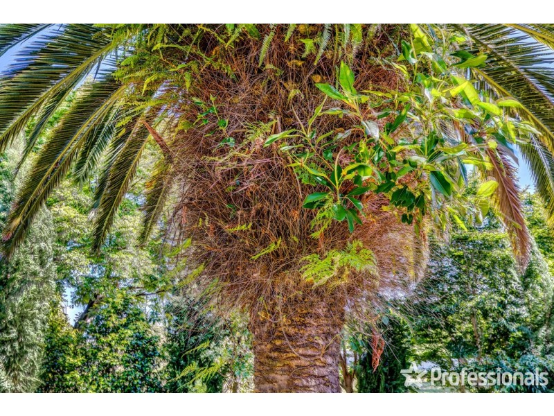 116 Long Road, Tamborine Mountain QLD 4272