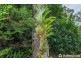 283 Macdonnell Road, Tamborine Mountain QLD 4272