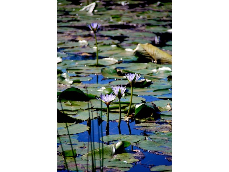 32-36 Wilson Road, Tamborine Mountain QLD 4272