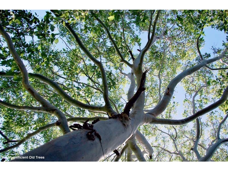 32-36 Wilson Road, Tamborine Mountain QLD 4272