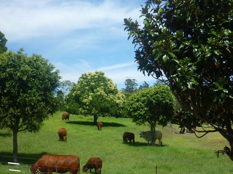 North Tamborine QLD 4272