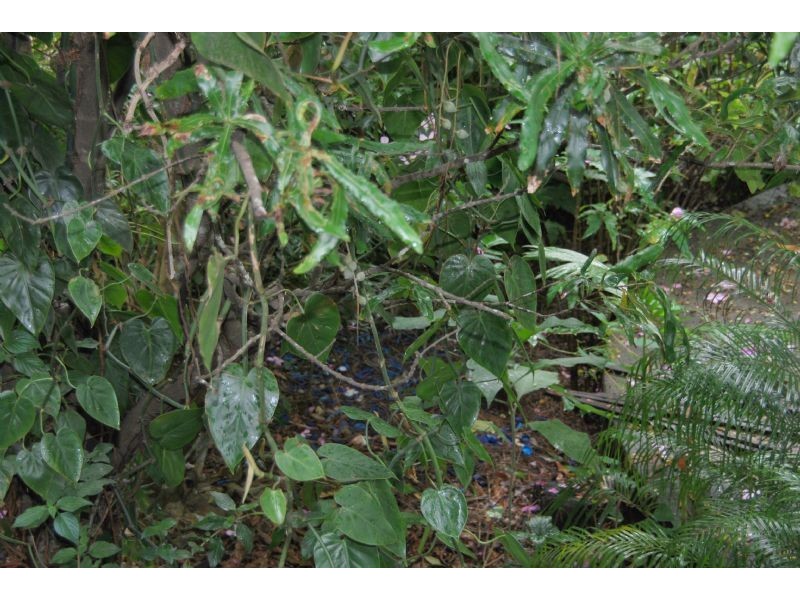 59 Long Road, Eagle Heights QLD 4271