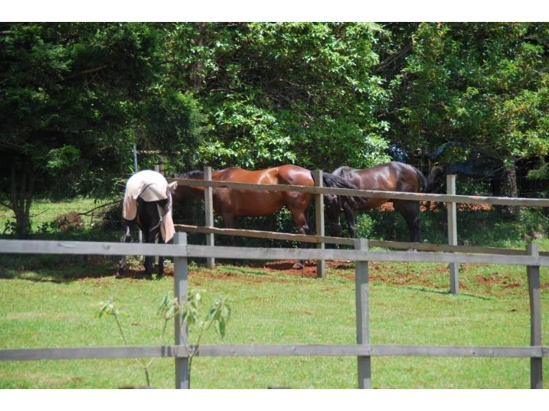 Tamborine Mountain QLD 4272