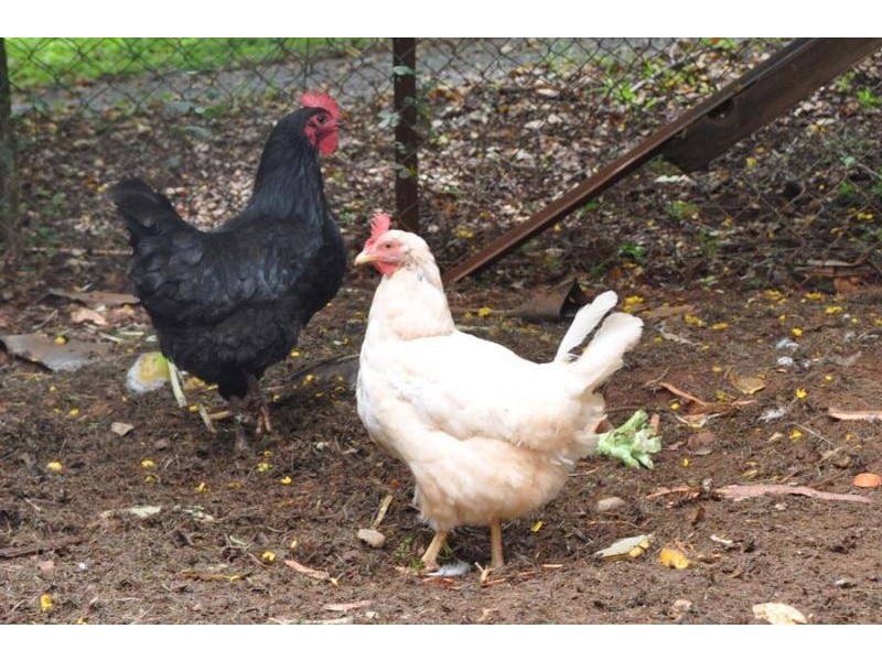 78 Eagle Heights Road, Eagle Heights QLD 4271