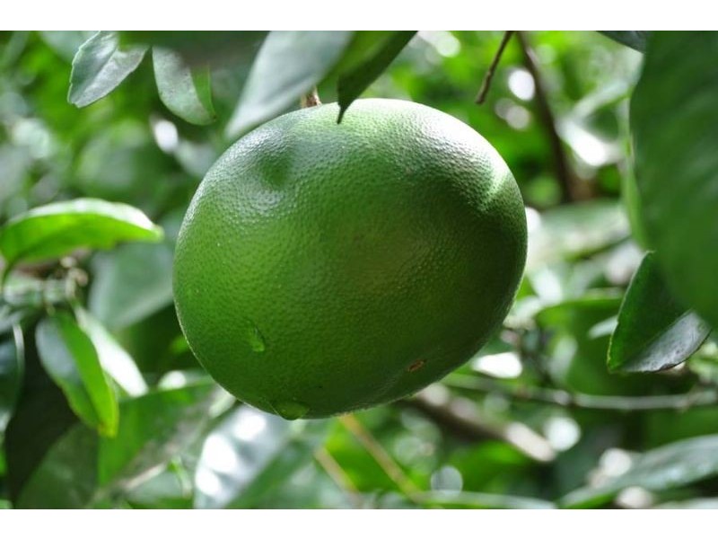 78 Eagle Heights Road, Eagle Heights QLD 4271