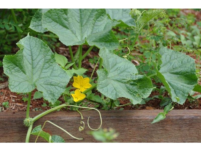 78 Eagle Heights Road, Eagle Heights QLD 4271