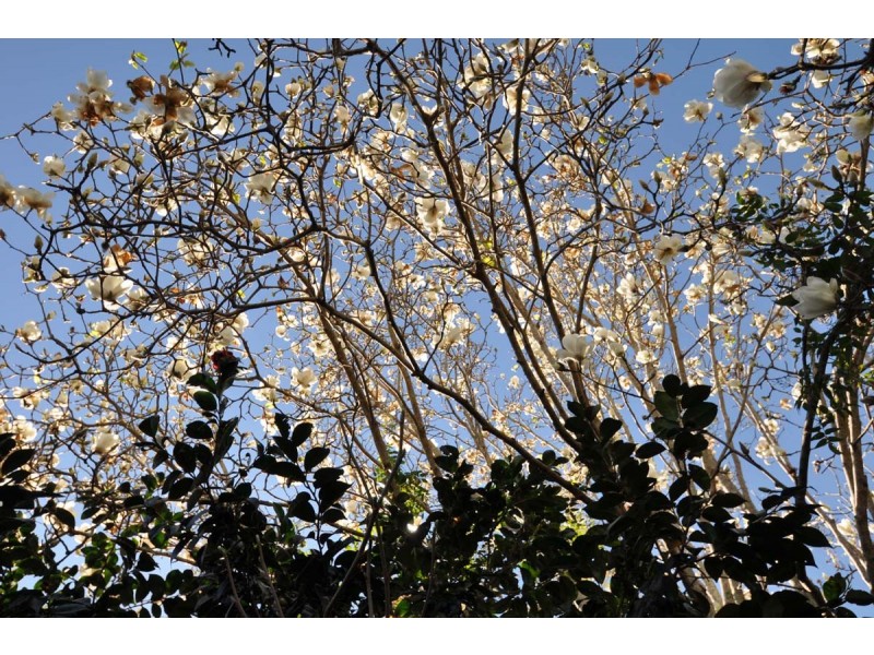 23 Ocean View Parade, Tamborine Mountain QLD 4272