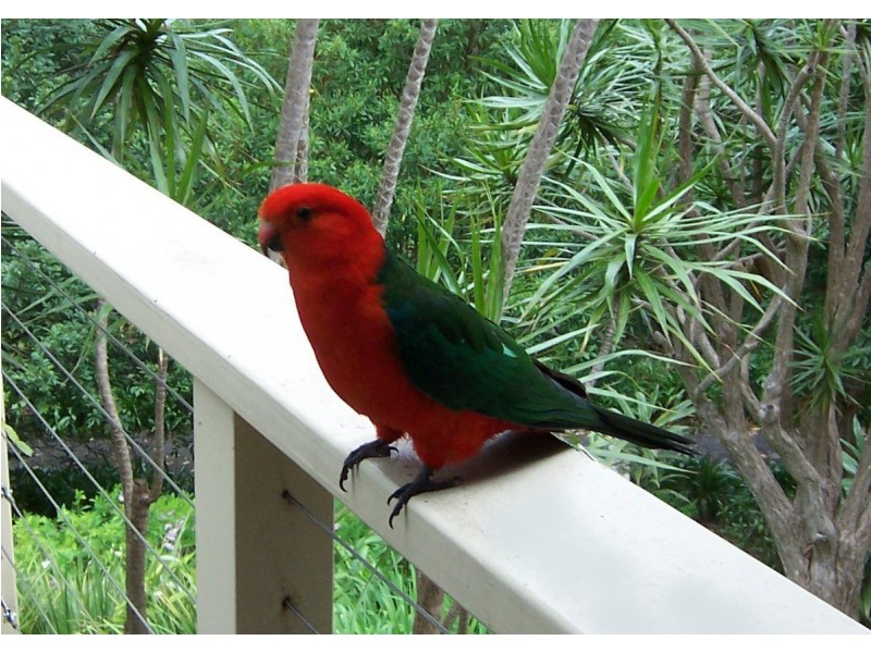 28 Forsythia Drive, Eagle Heights QLD 4271