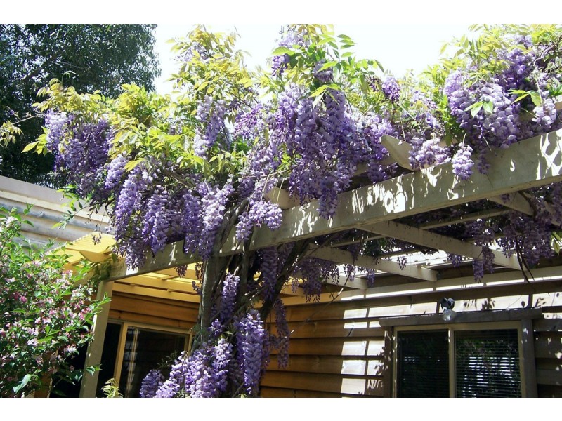 28 Forsythia Drive, Eagle Heights QLD 4271