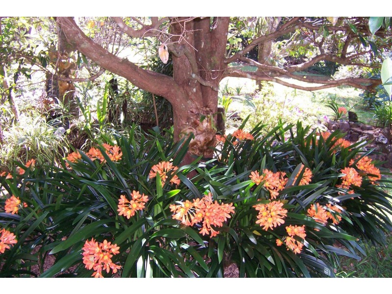 28 Forsythia Drive, Eagle Heights QLD 4271