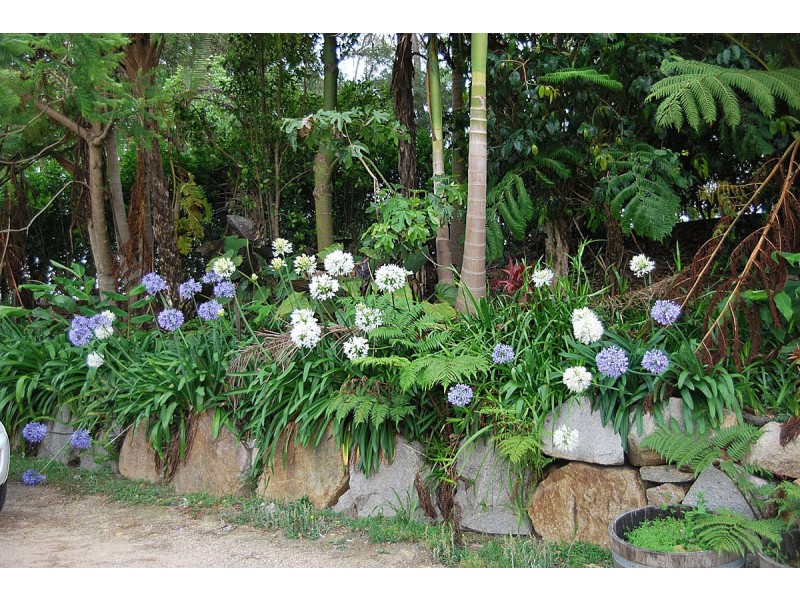 163 Wongawallan Road, Tamborine Mountain QLD 4272