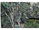 4 Orchis Drive, Eagle Heights QLD 4271