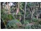 4 Orchis Drive, Eagle Heights QLD 4271