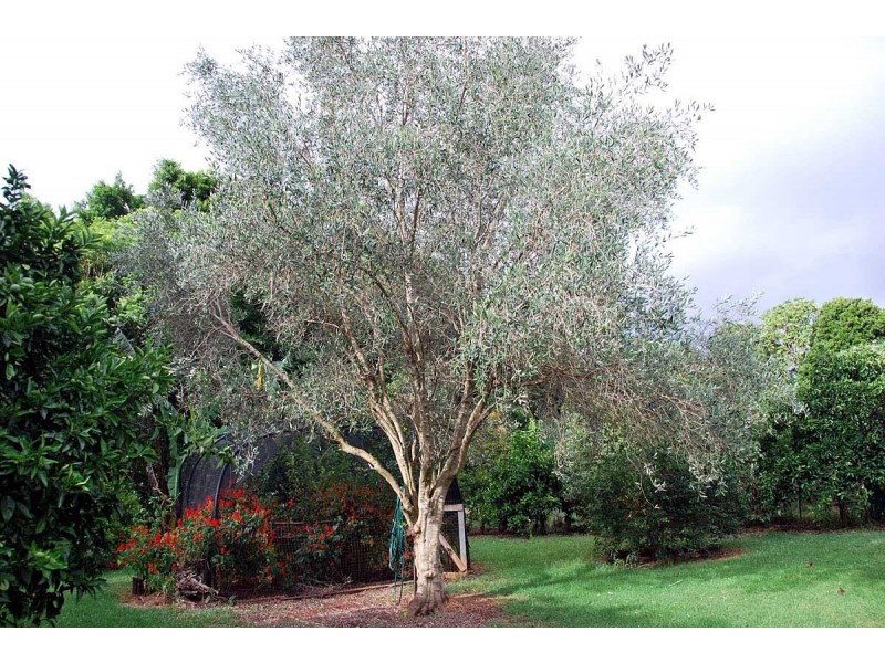 Tamborine Mountain QLD 4272