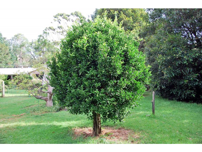 Tamborine Mountain QLD 4272