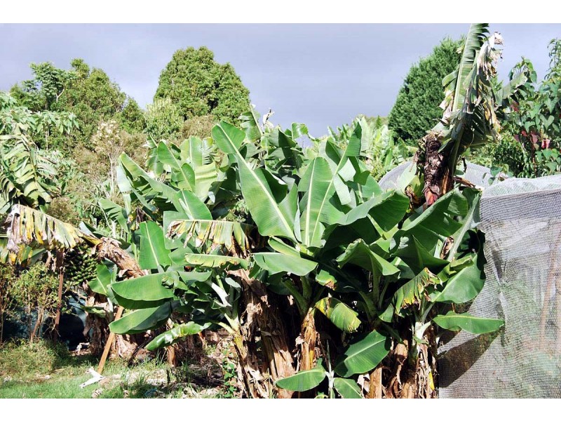 Tamborine Mountain QLD 4272